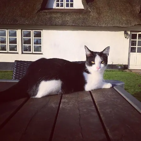 Kaerbollinggard Gospodarstwo wiejskie