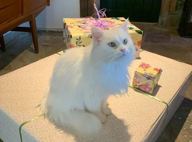 Kaerbollinggard Kır Evi Bredsten (Velje)